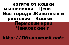 котята от кошки мышеловки › Цена ­ 10 - Все города Животные и растения » Кошки   . Пермский край,Чайковский г.